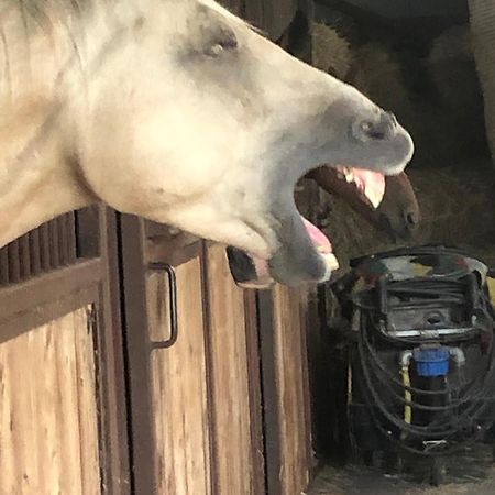 Boeren Biezen Bed Landelijk Villa Bagian luar foto