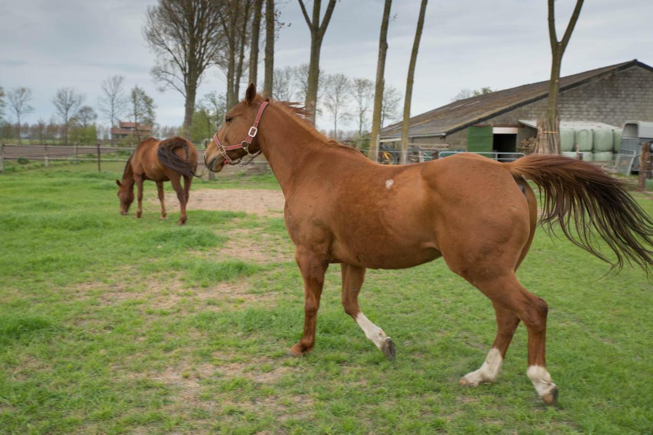 Boeren Biezen Bed Landelijk Villa Bagian luar foto