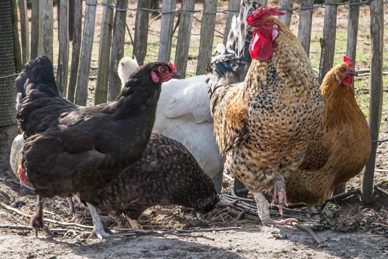 Boeren Biezen Bed Landelijk Villa Bagian luar foto